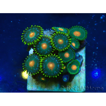 WYSIWYG - ZoanthusMarikultur Indo Eingewöhnt unter LED
