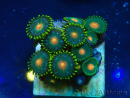 WYSIWYG - ZoanthusMaricultura Indo Acclimatato sotto led