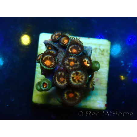 WYSIWYG - Zoanthus 14P6 Mariculture Indo Acclimaté sous led