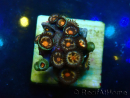 WYSIWYG - ZoanthusMariculture Indo Acclimaté sous led