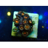 WYSIWYG - ZoanthusMariculture Indo Acclimated under LED
