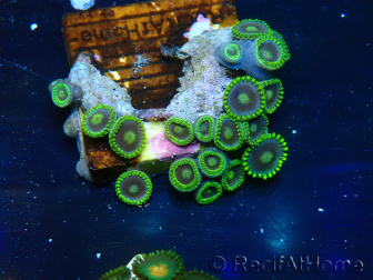 WYSIWYG - Zoanthus Mariculture Indo Acclimaté sous led