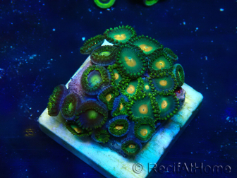 WYSIWYG - Zoanthus 14Q2 Mariculture Indo Acclimaté sous led