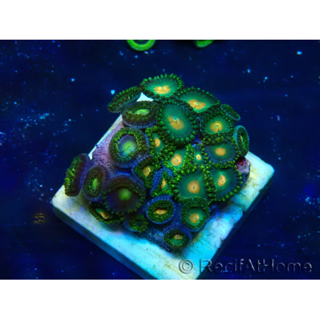 WYSIWYG - Zoanthus 14Q2 Mariculture Indo Acclimaté sous led