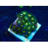WYSIWYG - Zoanthus Mariculture Indo Acclimated under LED