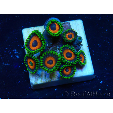 WYSIWYG - ZoanthusMaricoltura Indo Acclimatato sotto led