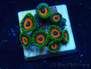 WYSIWYG - ZoanthusMariculture Indo Acclimated under LED
