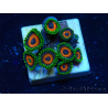 WYSIWYG - ZoanthusMaricoltura Indo Acclimatato sotto led