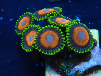 WYSIWYG - ZoanthusMariculture Indo Acclimaté sous led