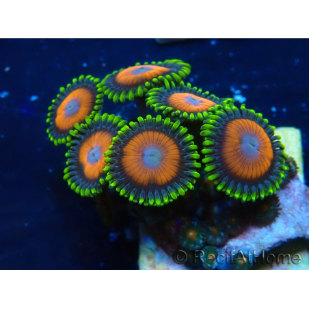 WYSIWYG - Zoanthus 14Q4 Mariculture Indo Acclimaté sous led