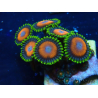 WYSIWYG - ZoanthusMariculture Indo Acclimated under LED