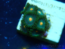 WYSIWYG - ZoanthusMaricoltura Indo Acclimatato sotto led