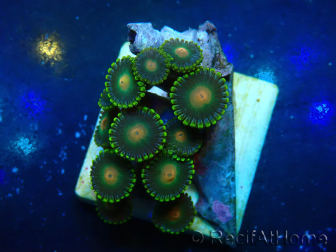 WYSIWYG - Zoanthus Mariculture Indo Acclimated under LED