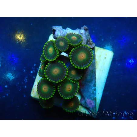 WYSIWYG - Zoanthus Mariculture Indo Acclimaté sous led