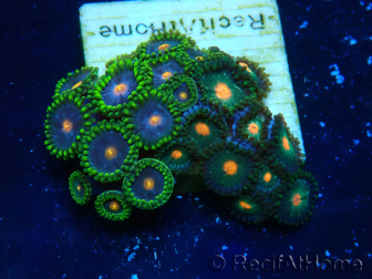 WYSIWYG - ZoanthusMaricoltura Indo Acclimatato sotto LED