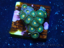 WYSIWYG - ZoanthusMarikultur Indo Akklimatisiert unter LED