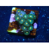 WYSIWYG - ZoanthusMariculture Indo Acclimated under LED