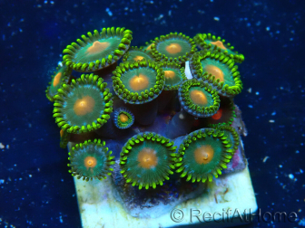 WYSIWYG - ZoanthusMarikultur Indo Akklimatisiert unter LED