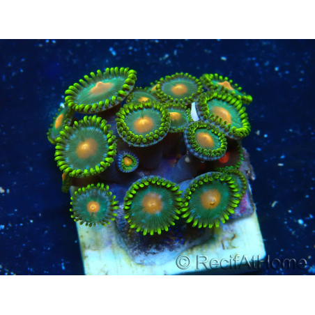 WYSIWYG - ZoanthusMarikultur Indo Akklimatisiert unter LED