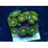 WYSIWYG - ZoanthusMarikultur Indo Akklimatisiert unter LED