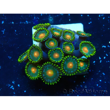 WYSIWYG - ZoanthusMaricoltura Indo Acclimatato sotto led