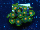 WYSIWYG - ZoanthusMaricultura Indo Aclimatado bajo LED