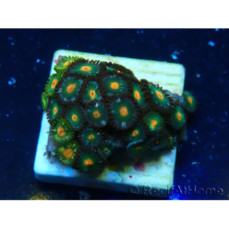 WYSIWYG - ZoanthusMariculture Indo Acclimaté sous led