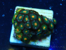 WYSIWYG - ZoanthusMariculture Indo Acclimaté sous led