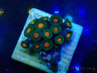 WYSIWYG - ZoanthusMaricultur Indo Eingewöhnt unter LED