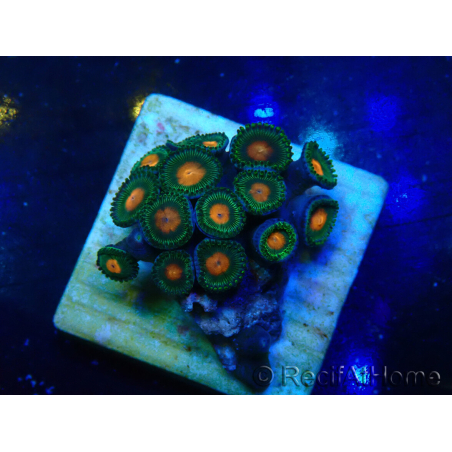 WYSIWYG - ZoanthusMaricultura Indo Aclimatado bajo led