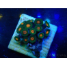 WYSIWYG - Zoanthus 14R6 Mariculture Indo Acclimaté sous led