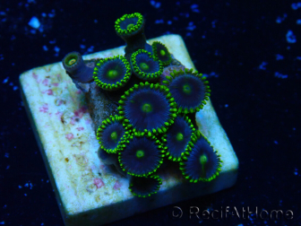WYSIWYG - Zoanthus Mariculture Indo Acclimaté sous led
