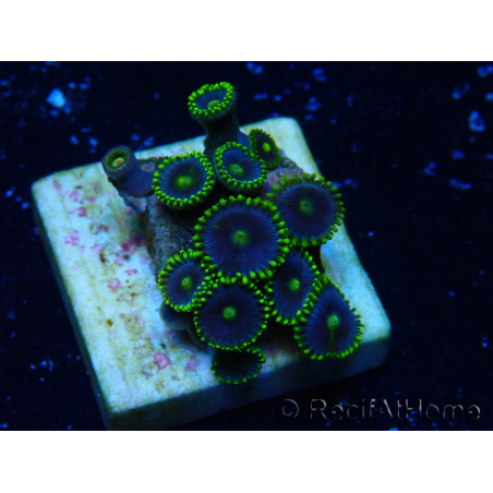 WYSIWYG - ZoanthusMaricultura Indo Aclimatado bajo led