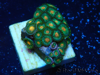 WYSIWYG - ZoanthusMariculture Indo Acclimaté sous led