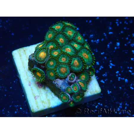 WYSIWYG - ZoanthusMaricoltura Indo Acclimatato sotto led