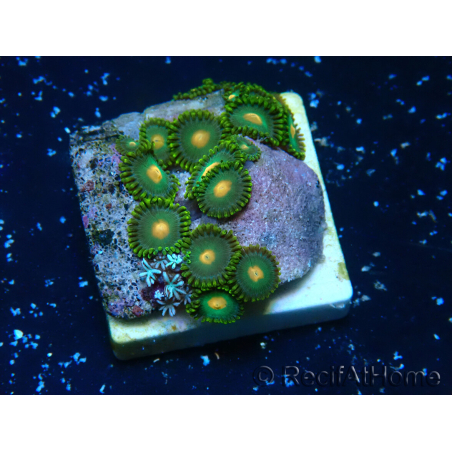 WYSIWYG - Zoanthus 14S3 Mariculture Indo Acclimaté sous led