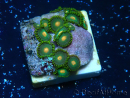WYSIWYG - ZoanthusMarikultur Indo Eingewöhnt unter LED