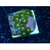 WYSIWYG - ZoanthusMariculture Indo Acclimatized under LED