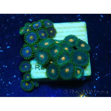 WYSIWYG - Zoanthus 14S4 Mariculture Indo Acclimaté sous led