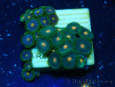 WYSIWYG - ZoanthusMaricoltura Indo Acclimatato sotto led