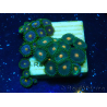 WYSIWYG - Zoanthus 14S4 Mariculture Indo Acclimaté sous led
