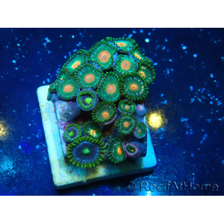 WYSIWYG - Zoanthus 14S5 Mariculture Indo Acclimaté sous led