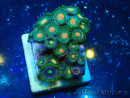 WYSIWYG - ZoanthusMariculture Indo Acclimated under LED