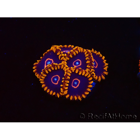 WYSIWYG - Zoanthus Red Hornet 40A6
