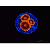 WYSIWYG - Zoanthus Bambam 40B4