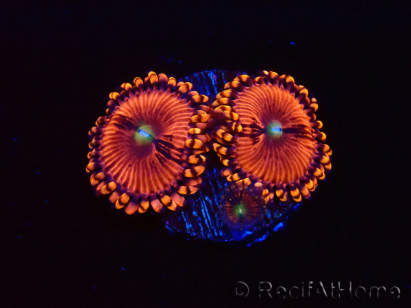 WYSIWYG - Zoanthus Playboy Bunny