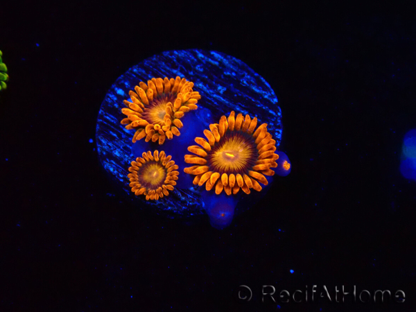 WYSIWYG - Zoanthus Orange Oxyde