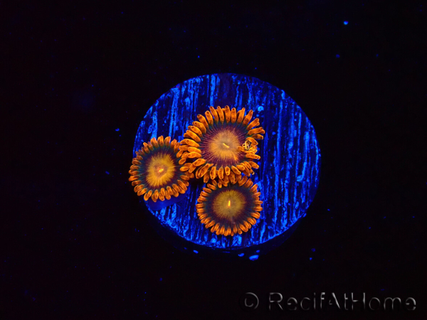 WYSIWYG - Zoanthus Orange Oxyde 40E4