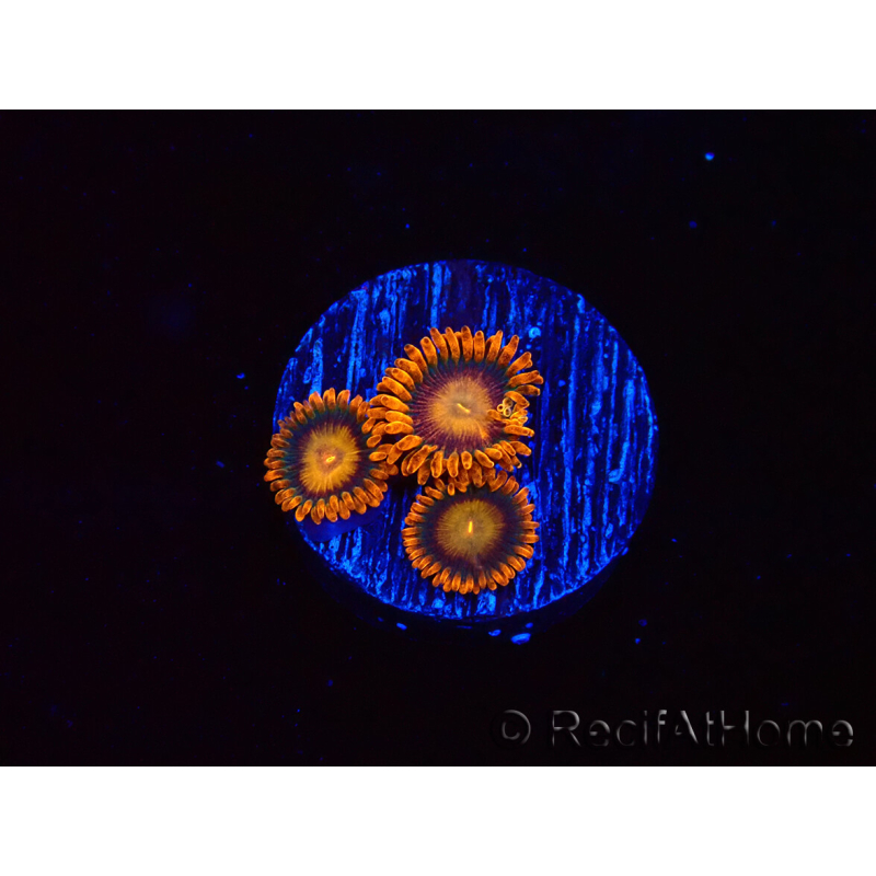 WYSIWYG - Zoanthus Orange Oxyde