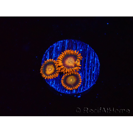 WYSIWYG - Zoanthus Orange Oxyde